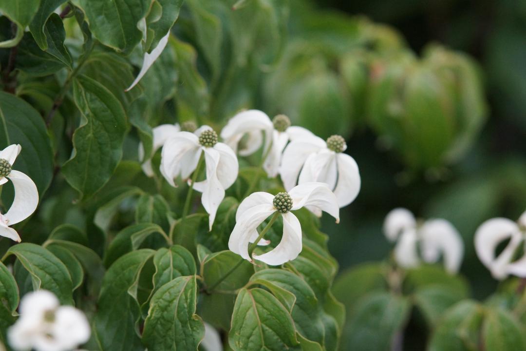 Cornus kousa 'Couronne' | 30-40 cm | SQ10019.2